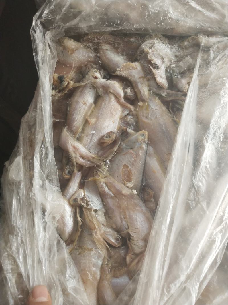 毛片鱼饲料鱼船冻陆冻水产养殖饲料螃蟹养殖