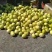 辽宁省凌海市香瓜大量上市中有精密，金飞等多个品种