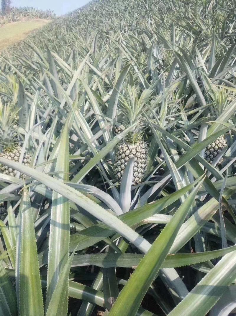 菠萝香水菠萝香水菠萝产地代办欢迎大家来联系我