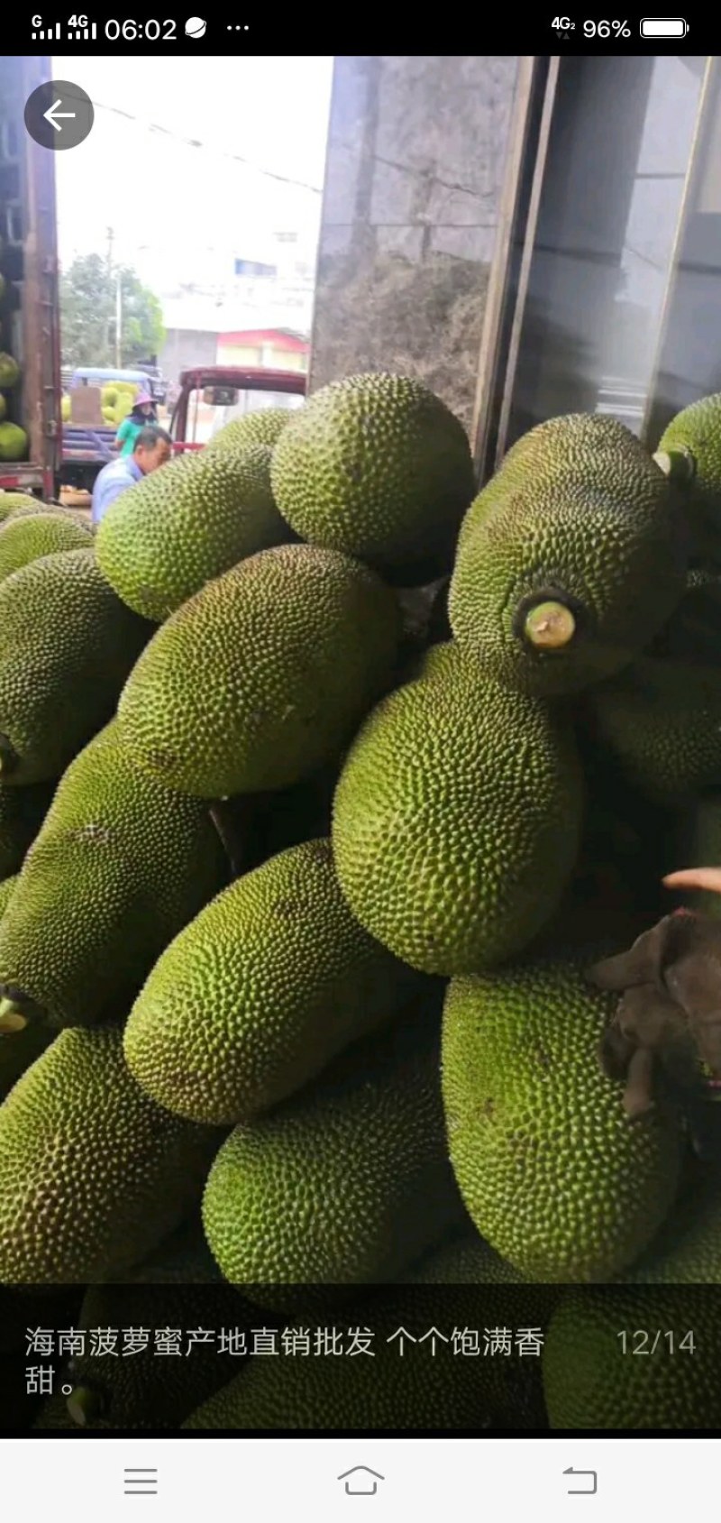 广东精品黄肉干包菠萝蜜，产地值供一手货源，包大饱满口感清