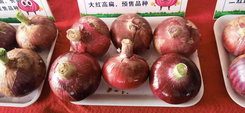 河南通許早熟洋濍大量己上市