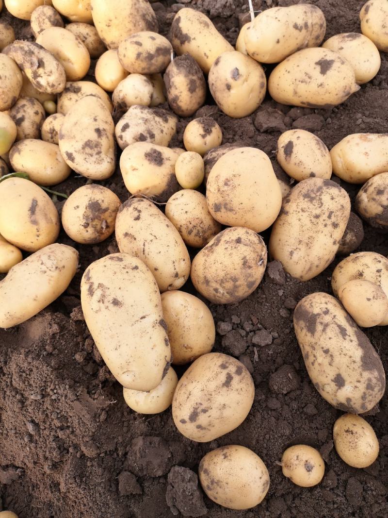 【推荐】土豆河北精品希森6号2两以上大量供应品质保证
