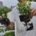 红草、锦绣苋、五色草、红节节草、红莲子草