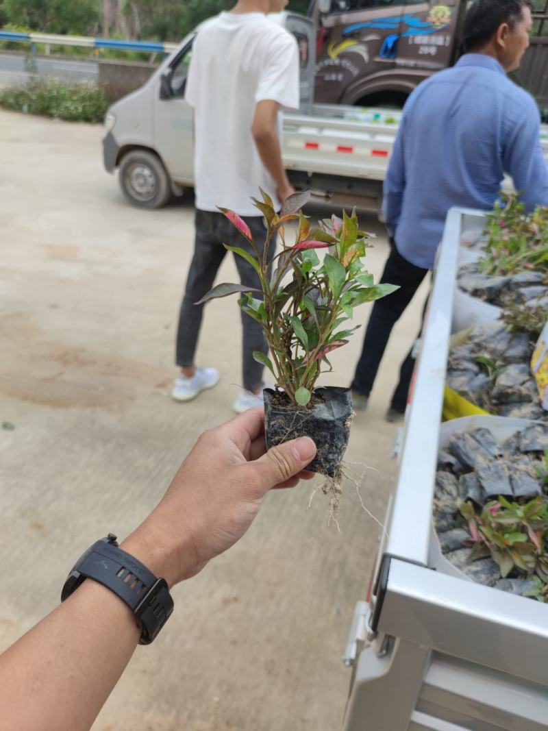 红草、锦绣苋、五色草、红节节草、红莲子草