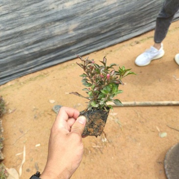 红草、锦绣苋、五色草、红节节草、红莲子草