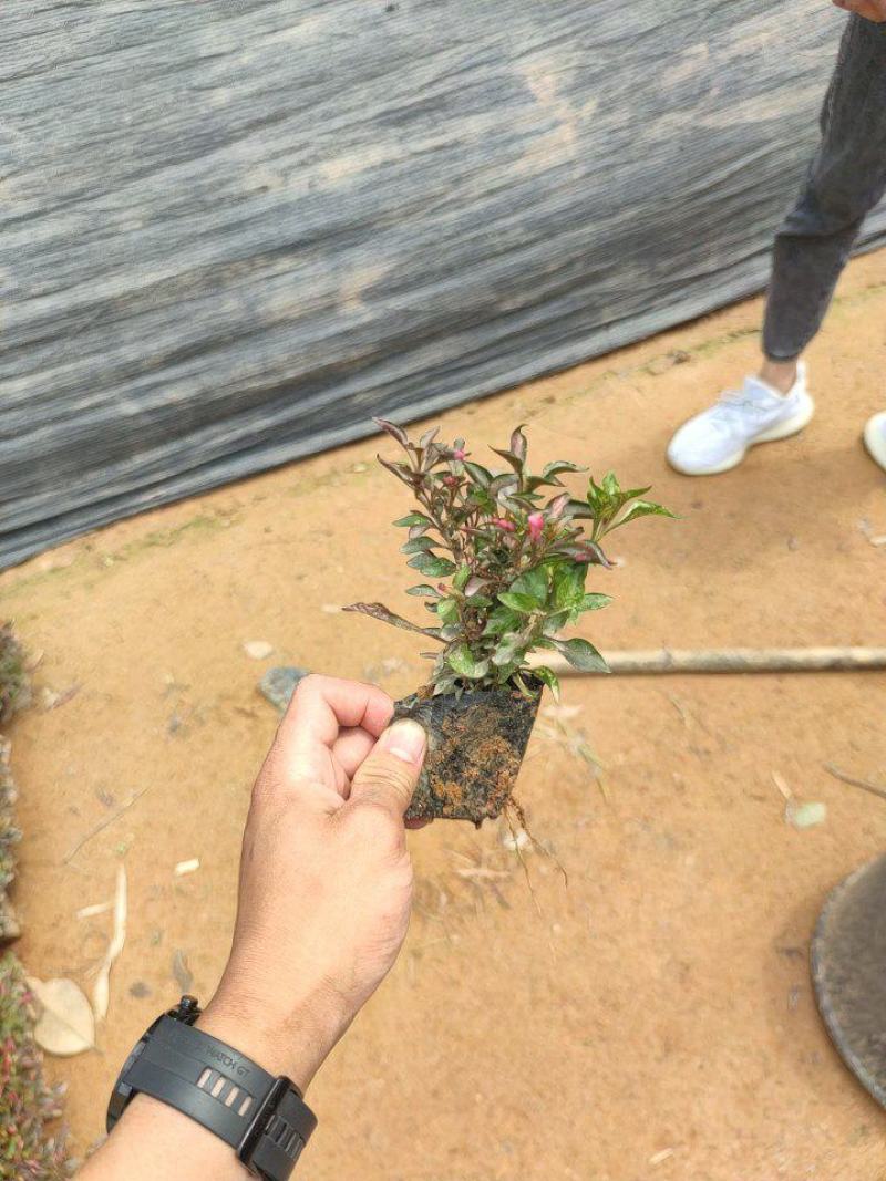 红草、锦绣苋、五色草、红节节草、红莲子草