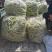 青岛平度精品芸豆大量上市中