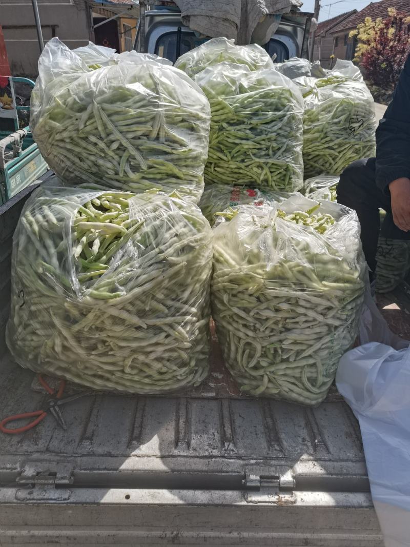 青岛平度精品芸豆大量上市中