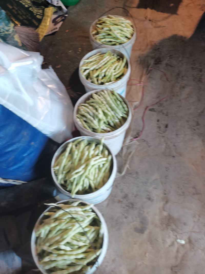 青岛平度精品芸豆大量上市中