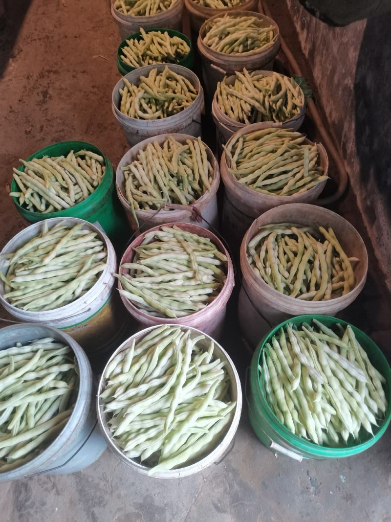 青岛平度精品芸豆大量上市中
