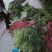 白蒜苔五六十公分。入库的。