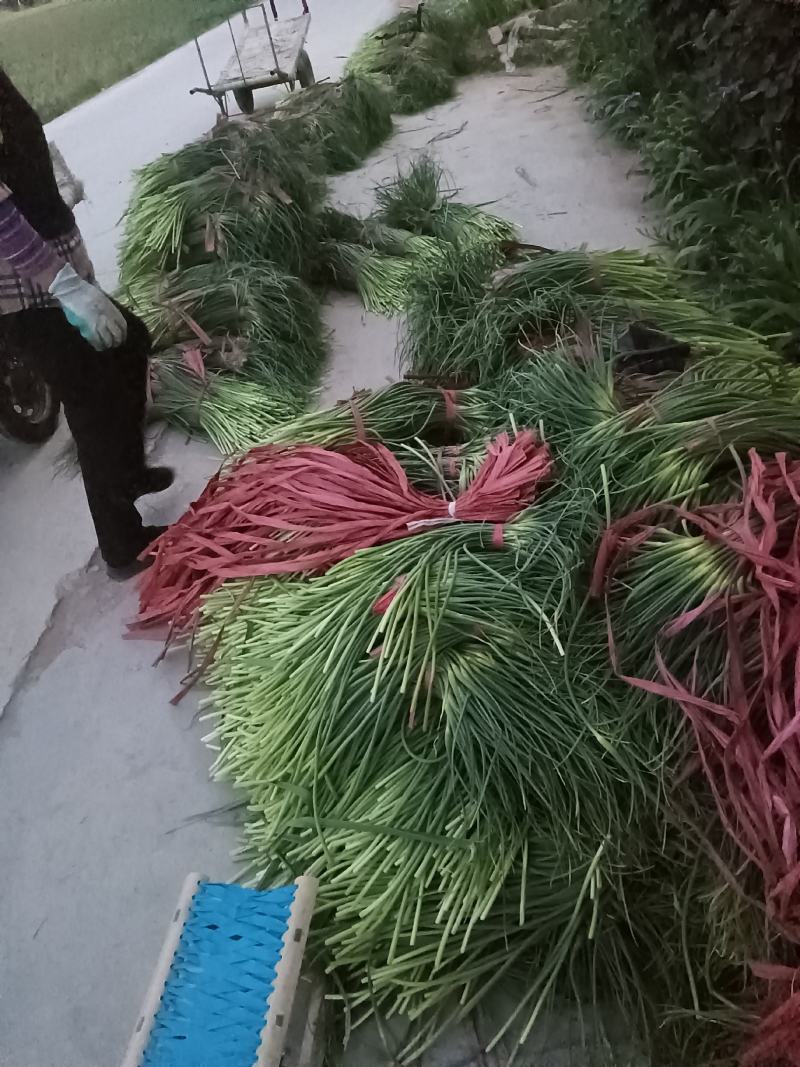 白蒜苔五六十公分。入库的。