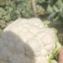 精品白花菜，商超直供量大，加工厂，电商，可以供应商