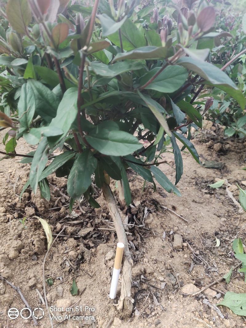 五彩金银花地苗