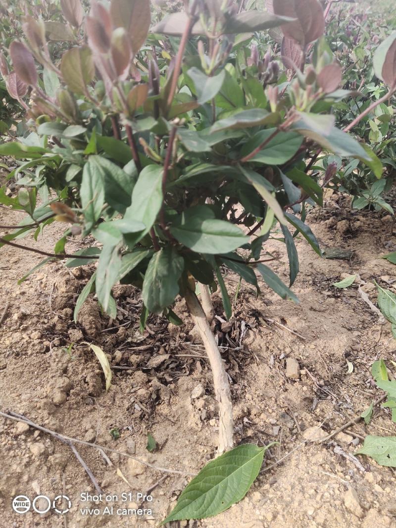 五彩金银花地苗