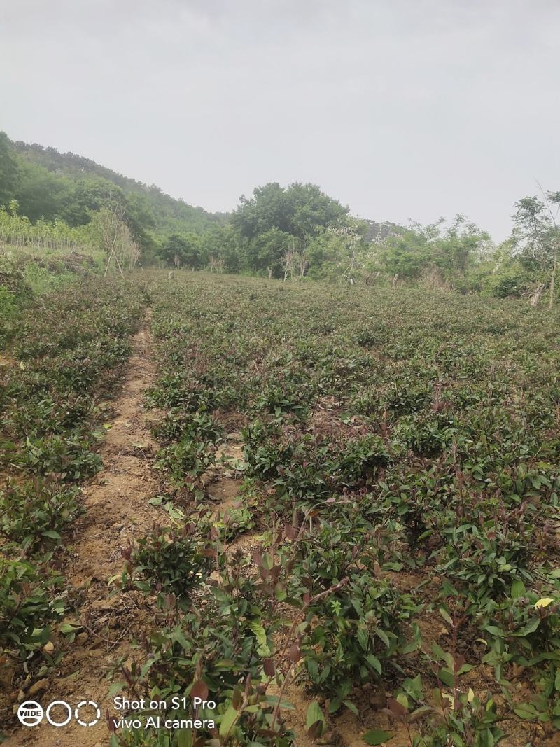 五彩金银花地苗