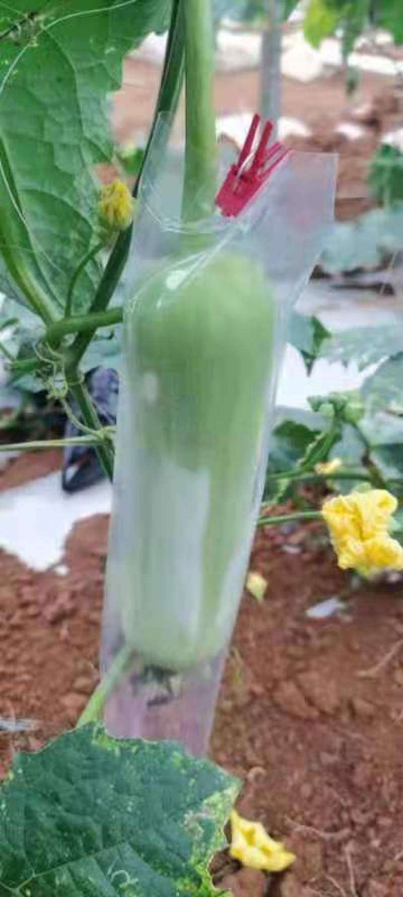 白玉兰丝瓜