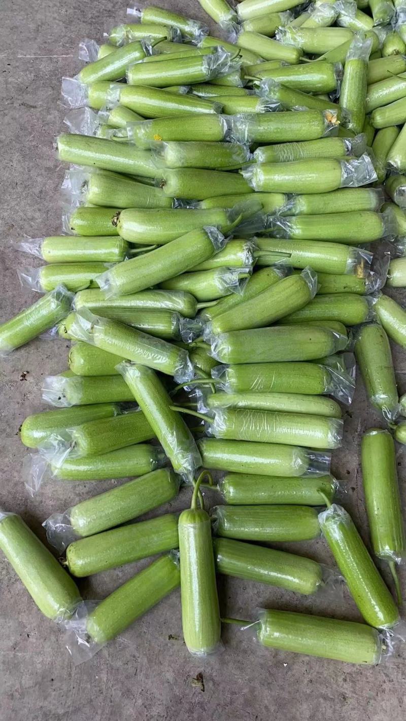 白玉兰丝瓜