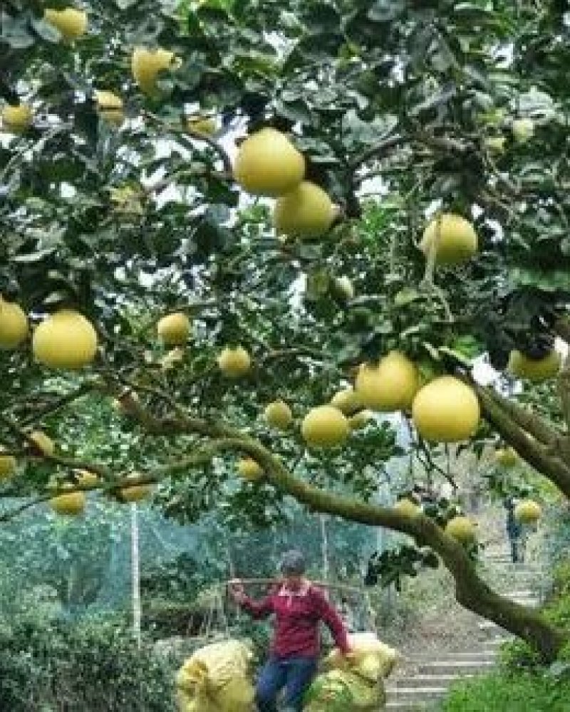 矿源黄腐酸钾全水溶果蔬适用型，产地直发，质量保证