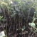 紫丁香小苗根系发达高度20公分以上开紫色花气味芳香
