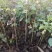 紫丁香小苗根系发达高度20公分以上开紫色花气味芳香
