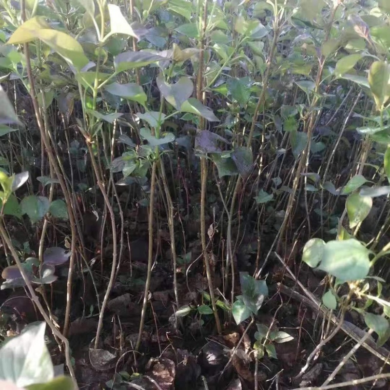 紫丁香小苗根系发达高度20公分以上开紫色花气味芳香