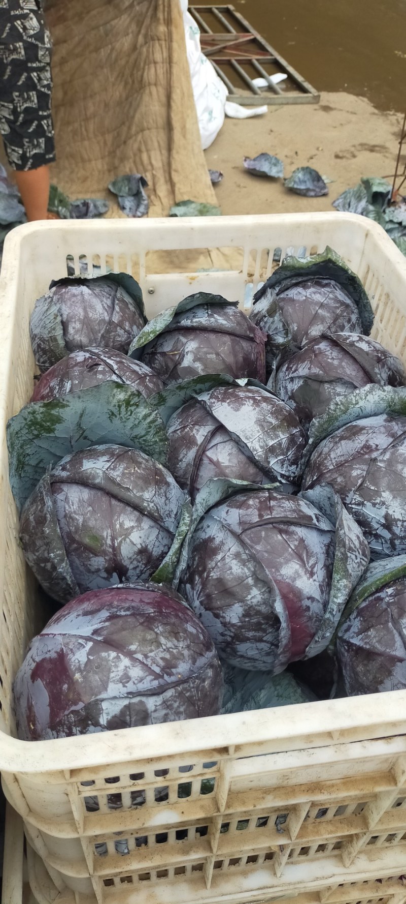 精品紫甘蓝大量上市，质量好，可以供应超市，加工厂，市场电
