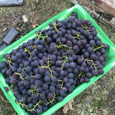 浙江温岭巨峰葡萄已大量上市口感上来了欢迎采购