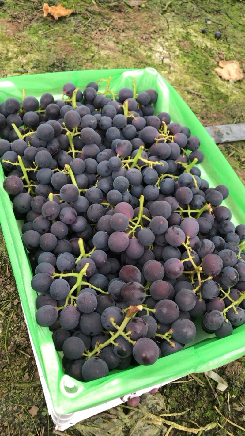 浙江温岭巨峰葡萄已大量上市口感上来了欢迎采购