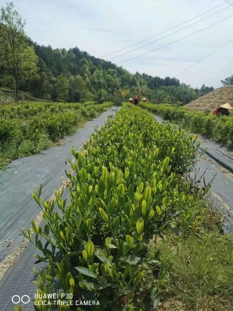 盖草布厂家，pe园艺地布，除草布一平米价格