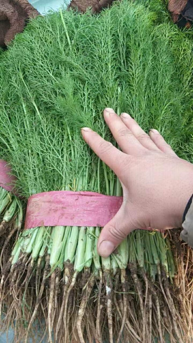 【荐】河北茴香苗大量上市质量好供应超市市场电商