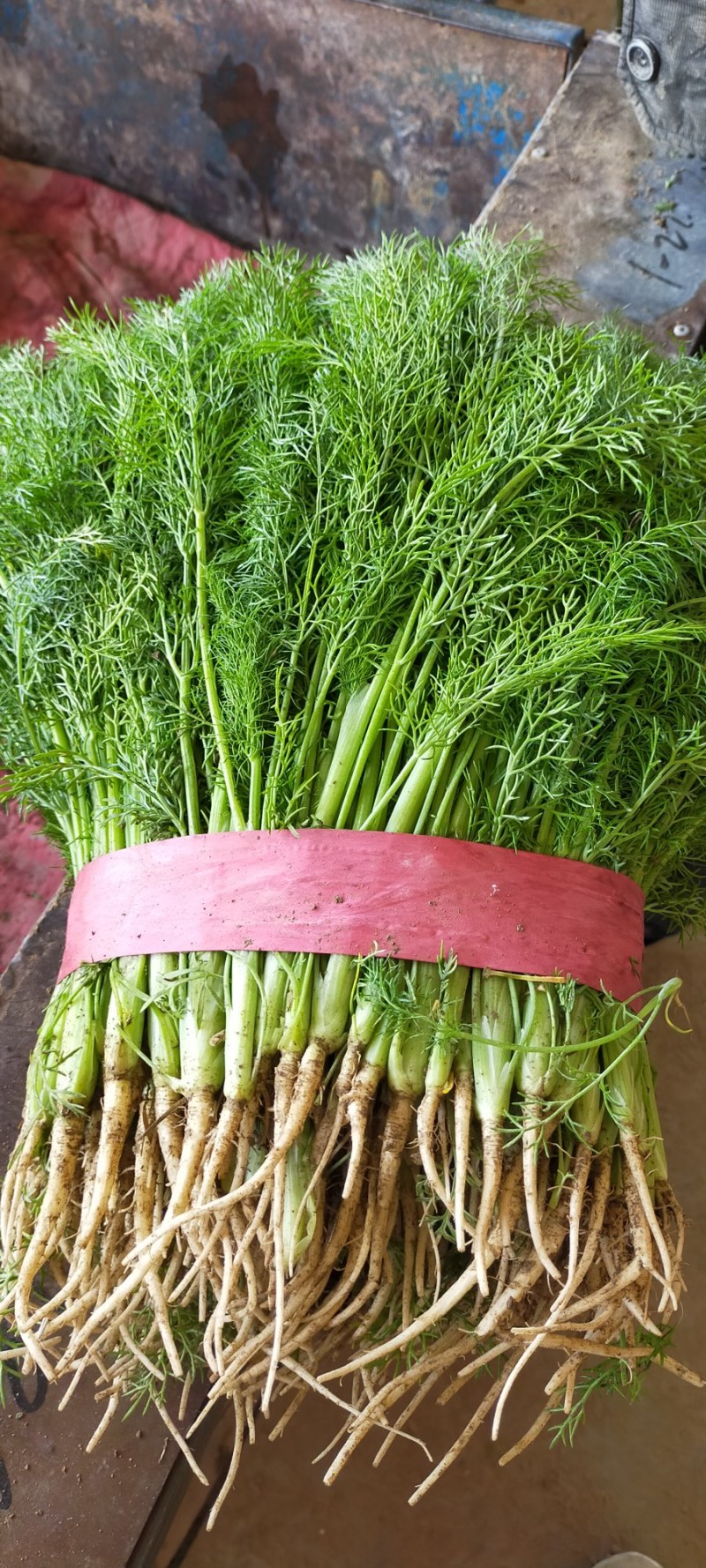【荐】河北茴香苗大量上市质量好供应超市市场电商