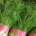 【荐】河北茴香苗大量上市质量好供应超市市场电商