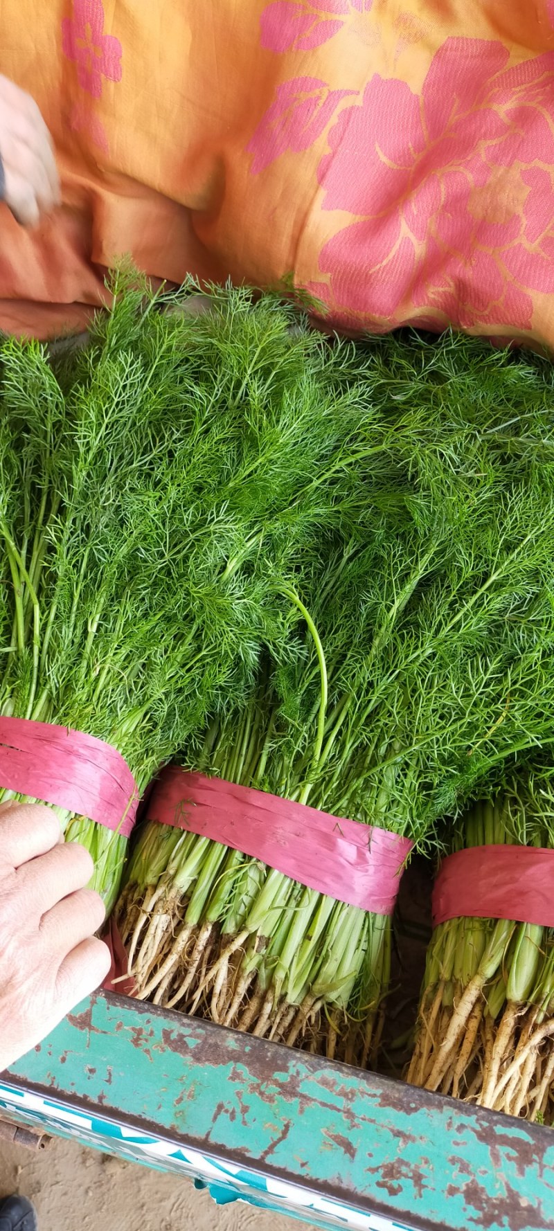 【荐】河北茴香苗大量上市质量好供应超市市场电商