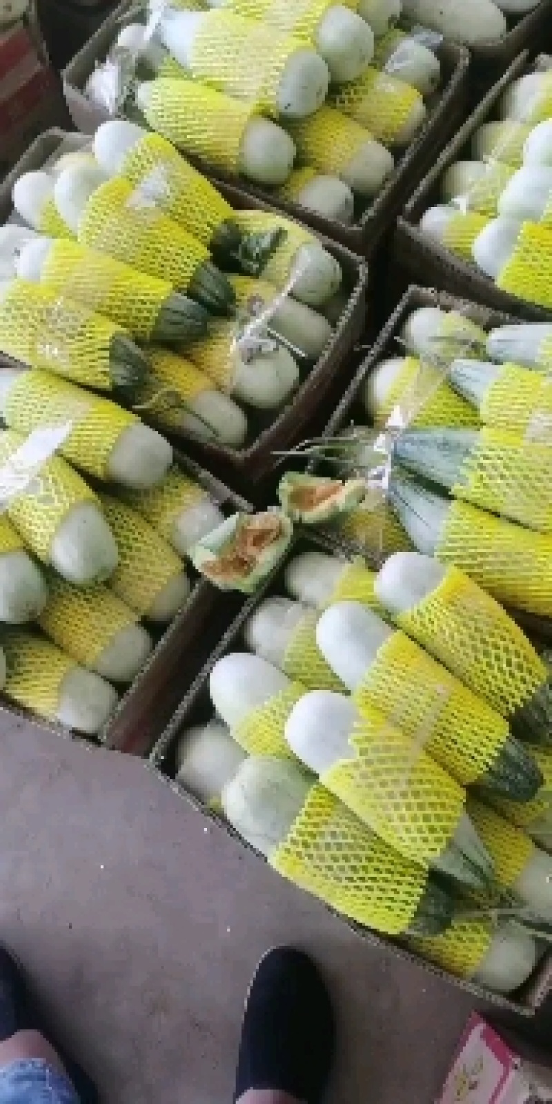 博洋甜瓜博洋61博洋9产地大量现货供应欢迎各地批发商