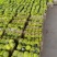 博洋甜瓜博洋61博洋9产地大量现货供应欢迎各地批发商