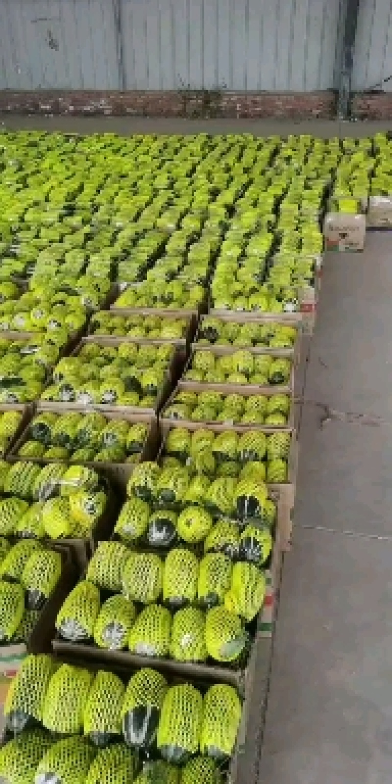 博洋甜瓜博洋61博洋9产地大量现货供应欢迎各地批发商