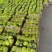 博洋甜瓜博洋61博洋9产地大量现货供应欢迎各地批发商