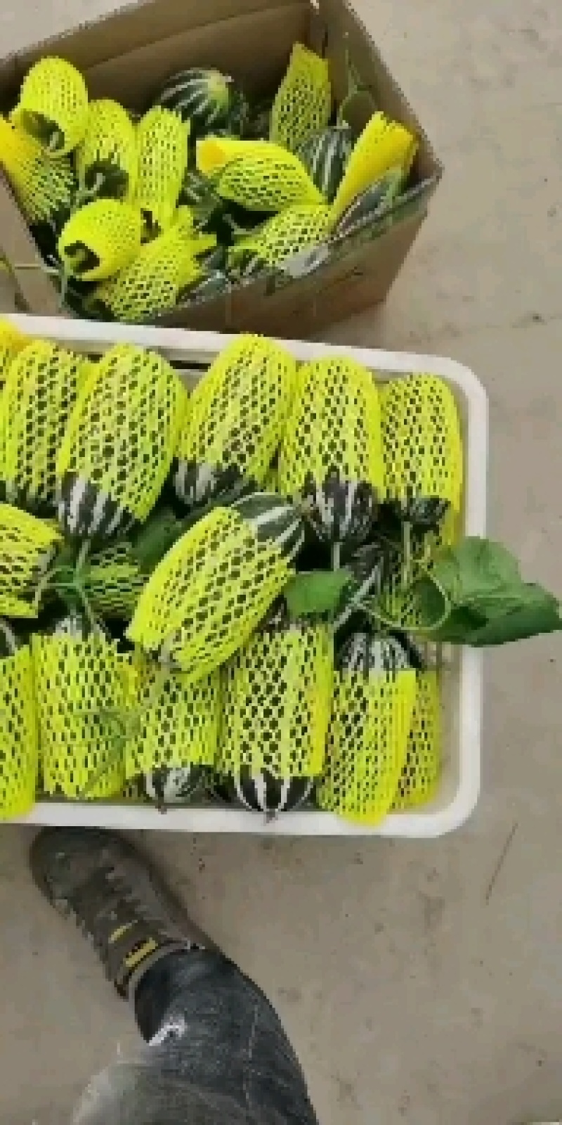 博洋甜瓜博洋61博洋9产地大量现货供应欢迎各地批发商