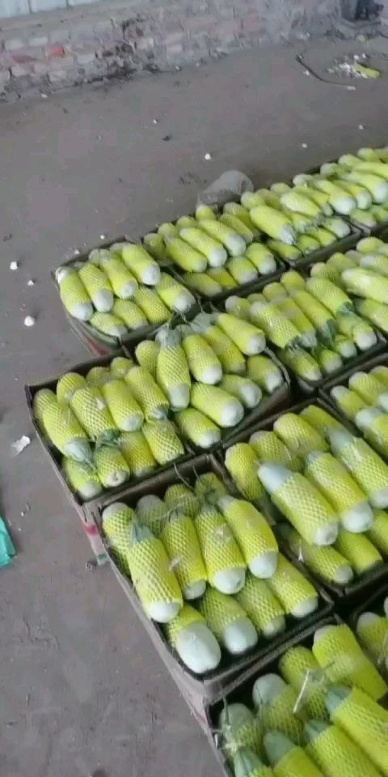 博洋甜瓜博洋61博洋9产地大量现货供应欢迎各地批发商