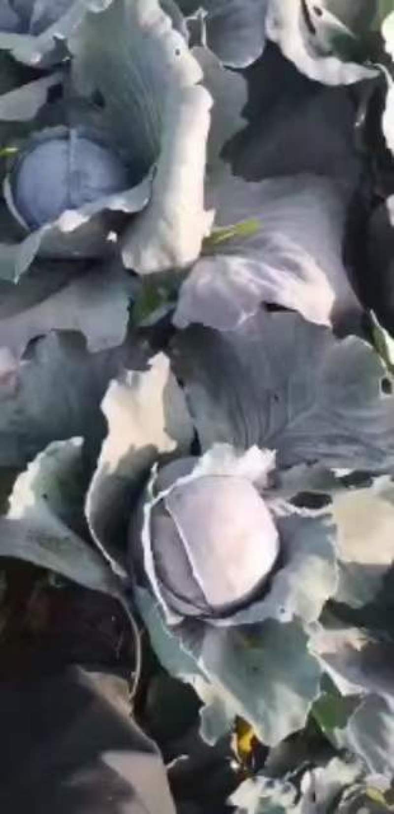 精品紫甘蓝大量上市，质量好，可以供应超市，加工厂，市场电