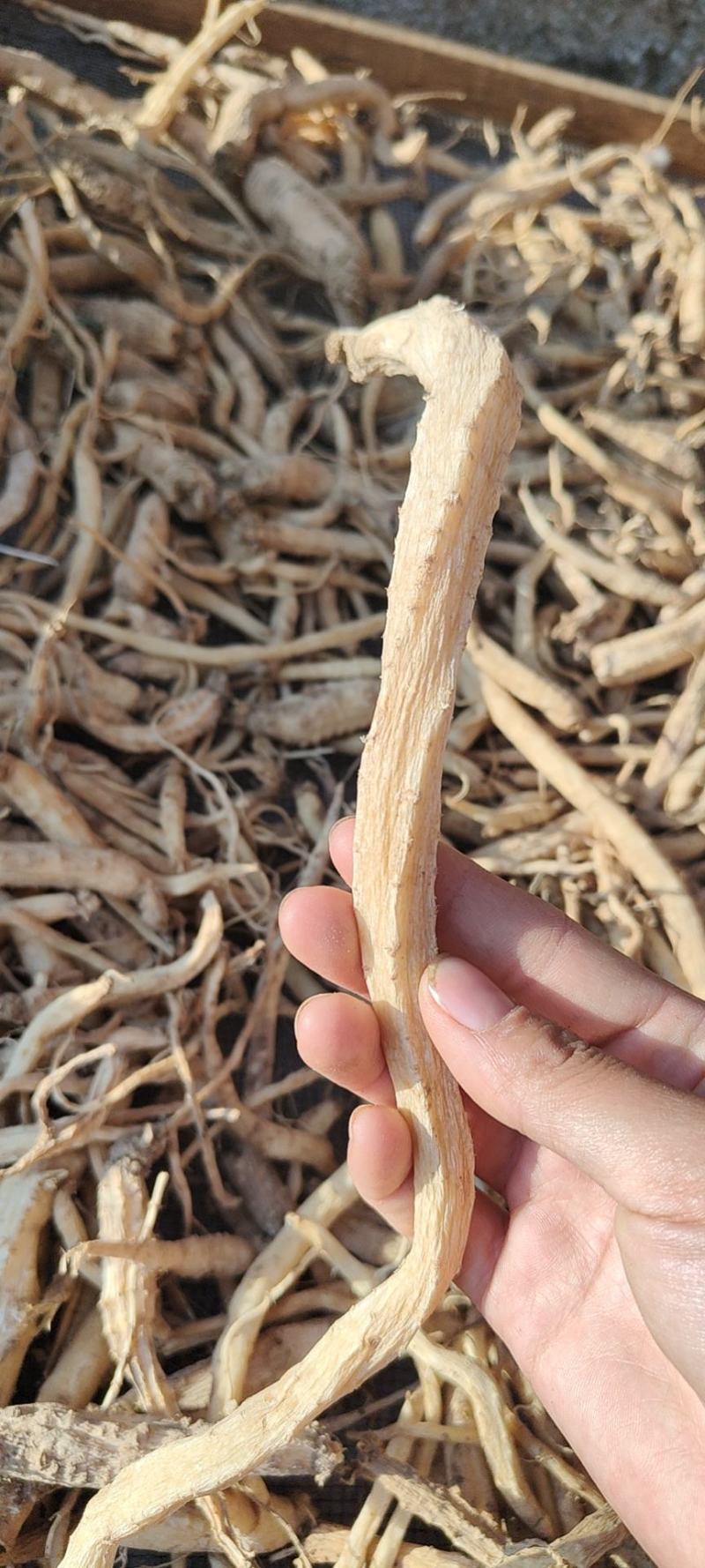 云南新鲜干货土党参大量货一件批发价可视频看货