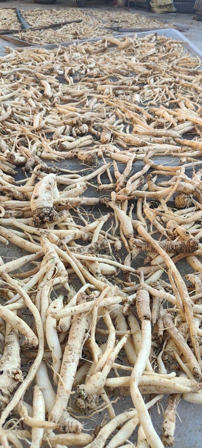 云南新鲜干货土党参大量货一件批发价可视频看货