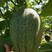 大棚哈密瓜。精品瓜。一级哈密瓜，广西水果基地瓜。