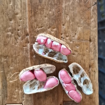 徐闻县精品花生