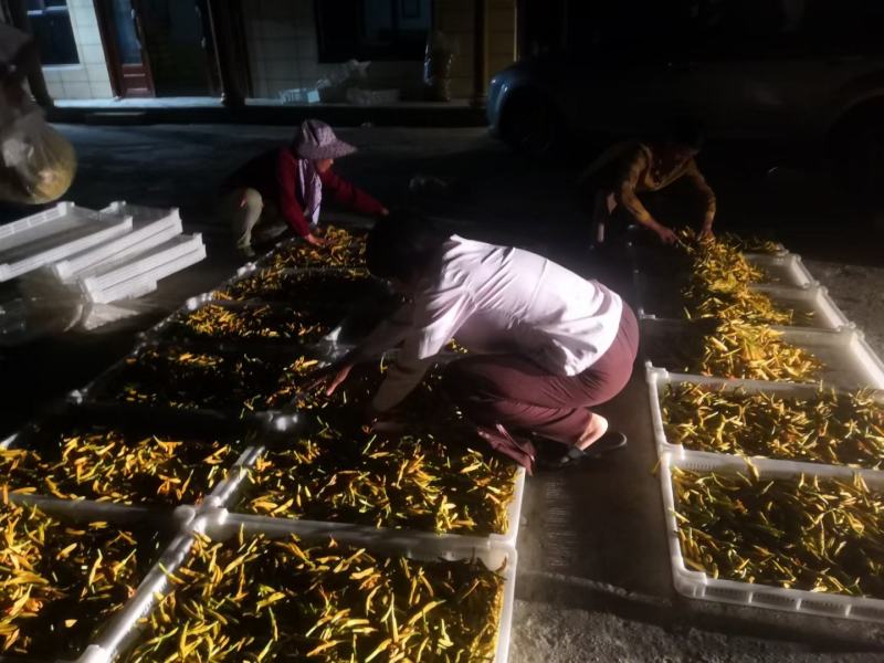 金针花（黄花菜）