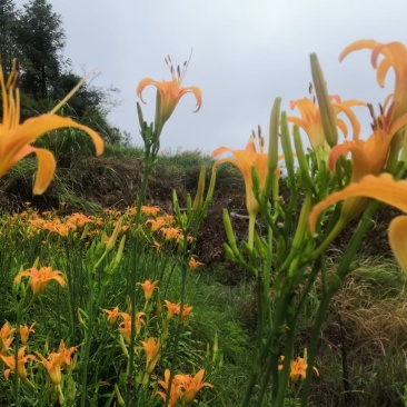金针花（黄花菜）