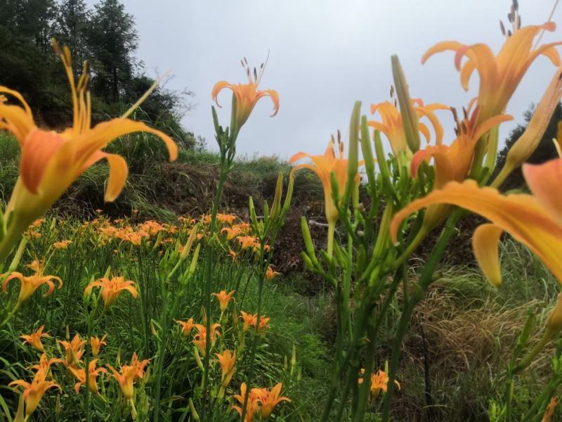 金针花（黄花菜）