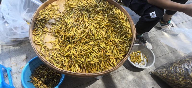 金针花（黄花菜）