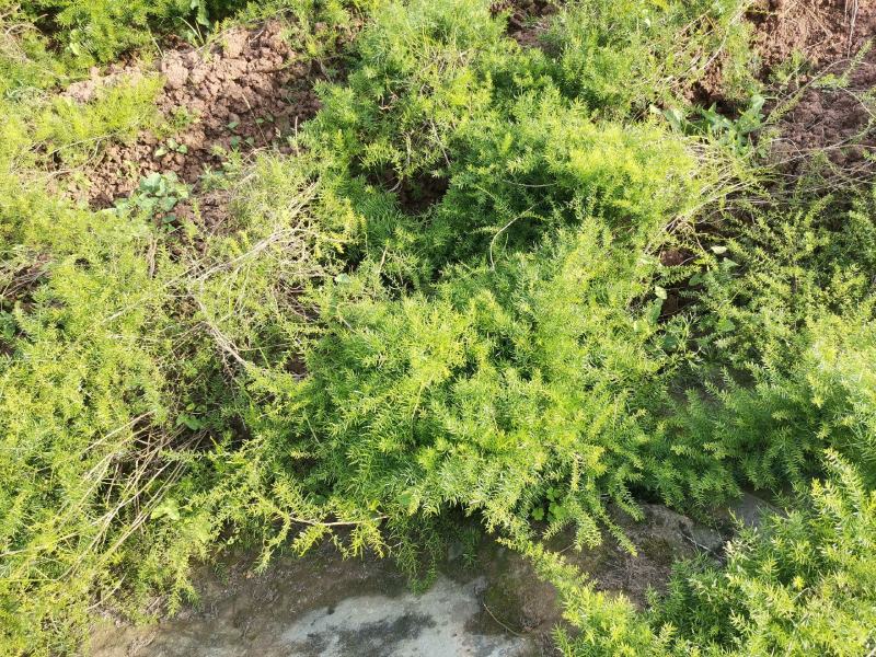 四川纯野生天冬新鲜，价格美丽，量大从优，欢迎来电